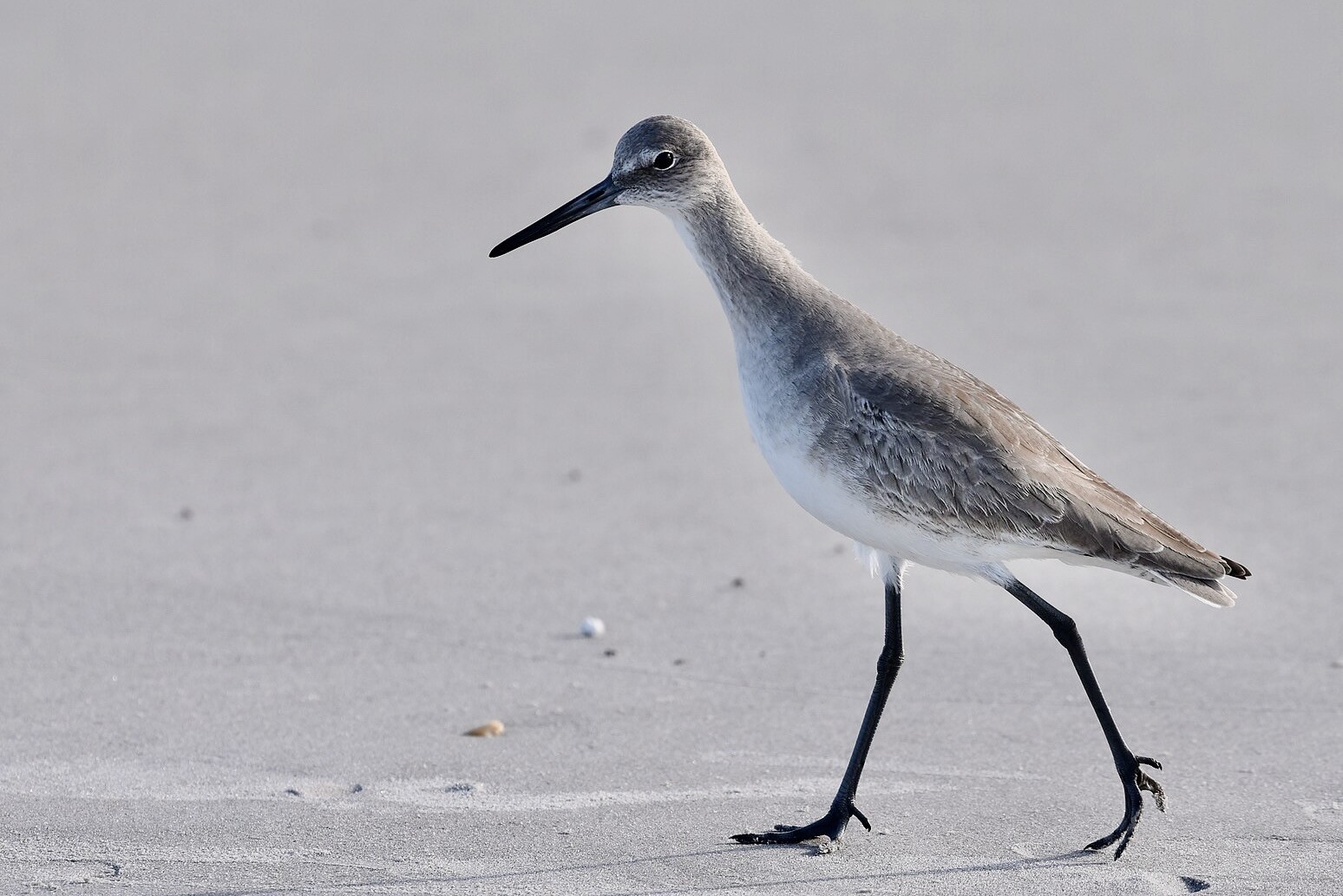 Willet birding Wrightsville Beach by lwolfartist is licensed under CC BY 2.0.